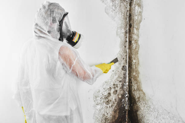 Best Commercial Mold Removal  in Holdenville, OK