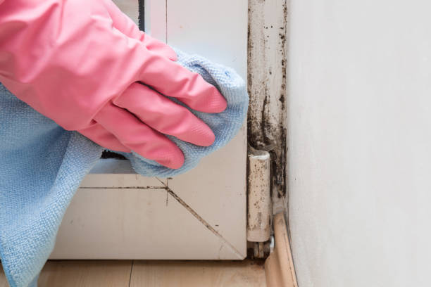Best Mold Remediation  in Holdenville, OK