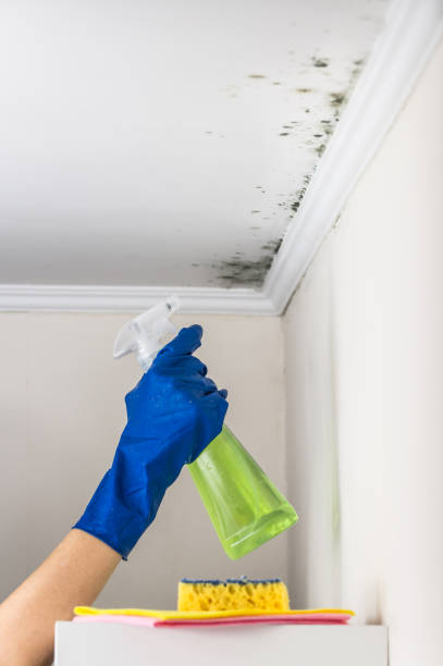 Best Emergency Mold Removal  in Holdenville, OK