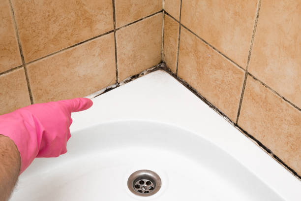 Best Local Mold Removal Service  in Holdenville, OK